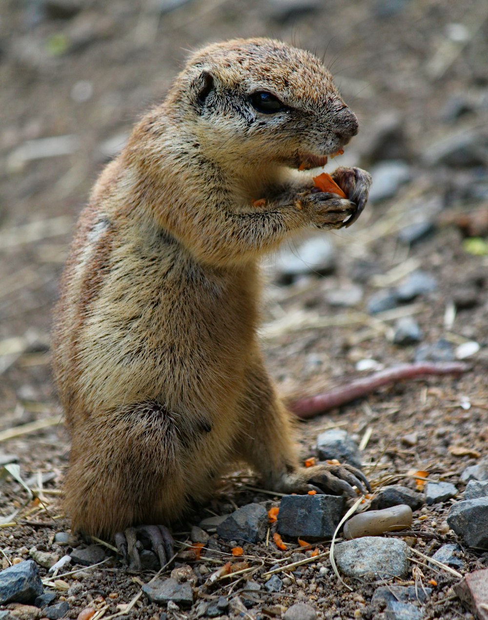 shallow focus photo of brown gopher