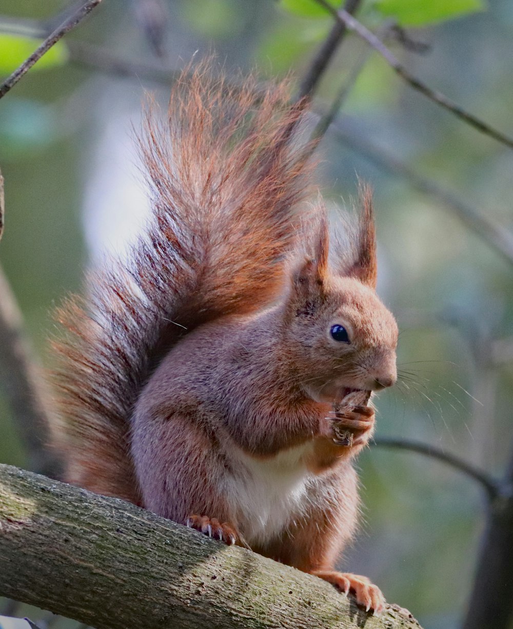 brown squirrel on tree eating nut