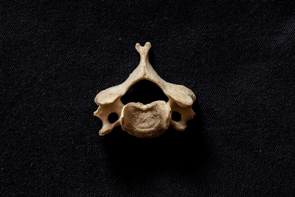 foto em close-up do osso marrom