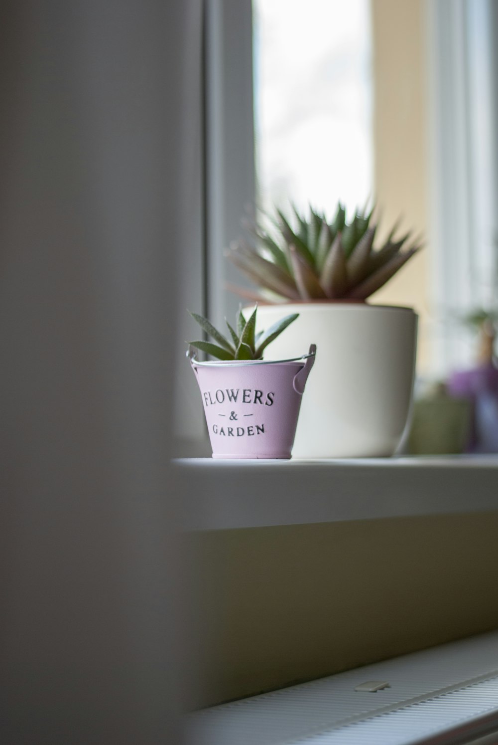 close-up photo of green potted succulen plant