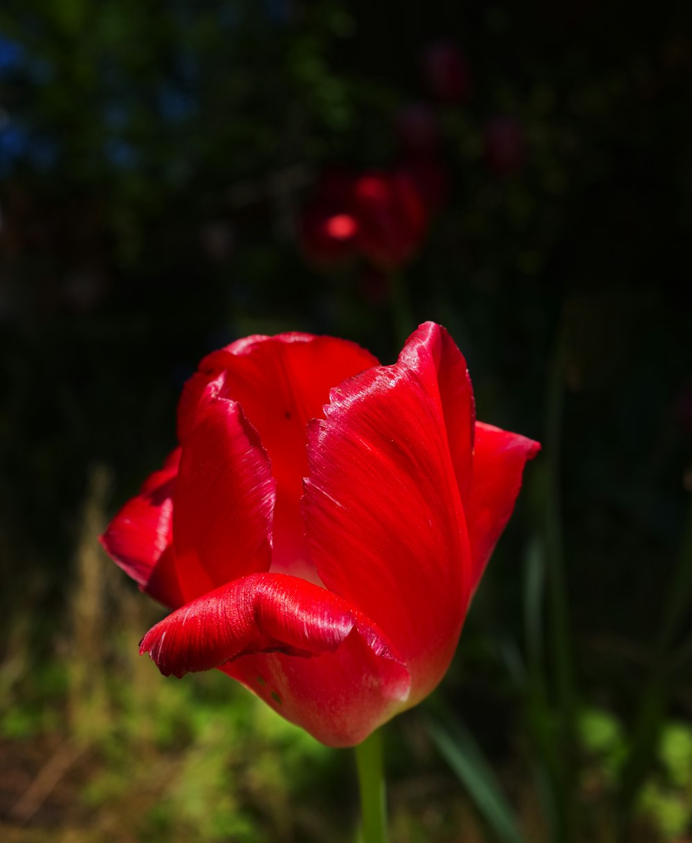 selected focus red tulip