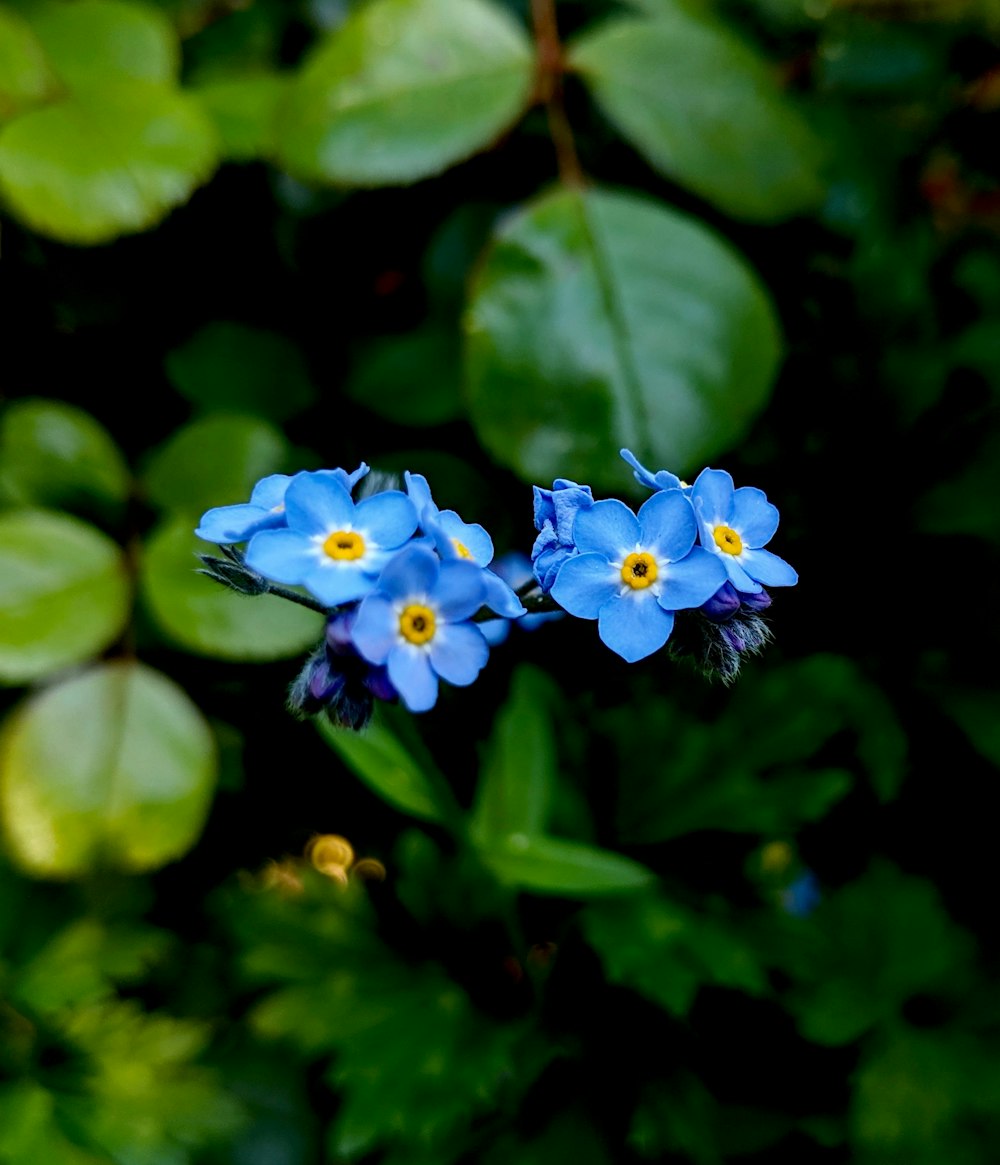selected focus photography of blue petaled flowers