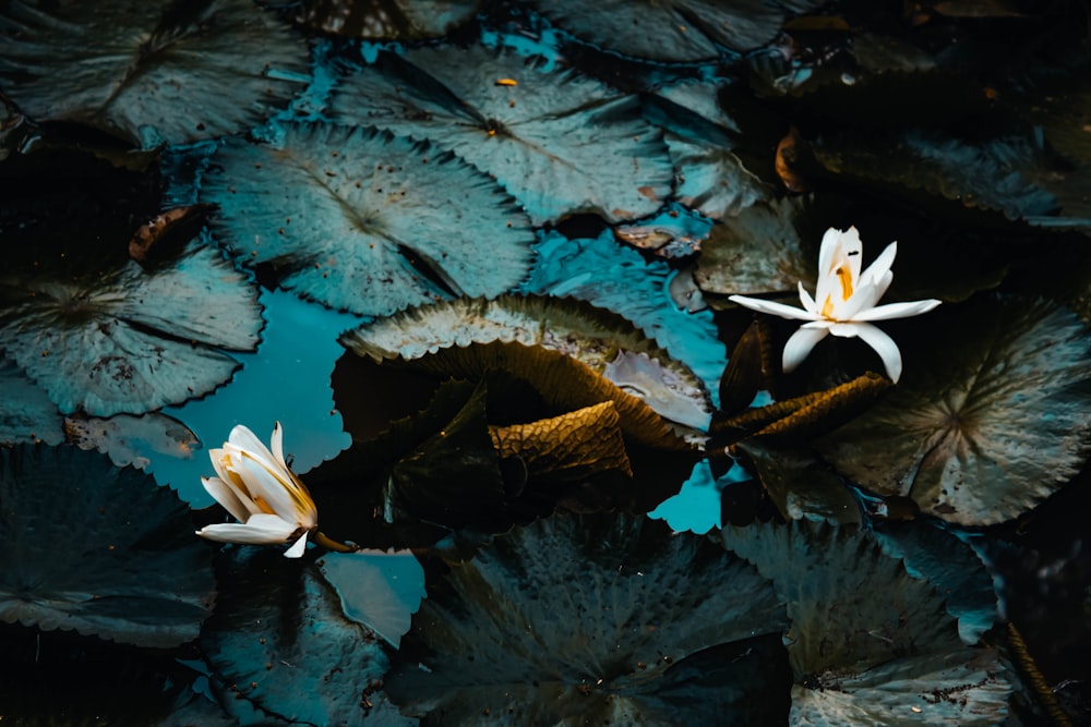 plantes à pétales blancs sur l’eau