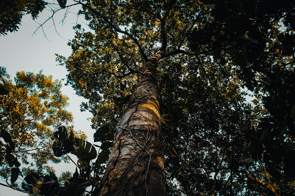 worm view photo of green trees during daytime