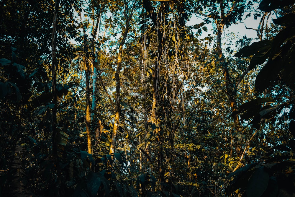 low angle photo of forest at daytime