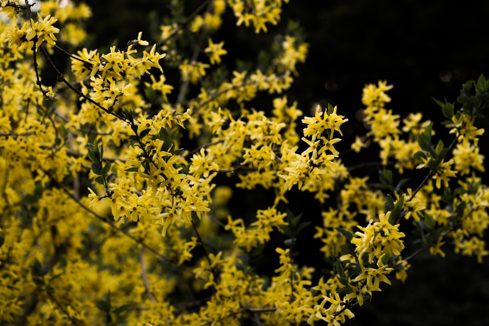 photo en gros plan de fleurs à pétales jaunes