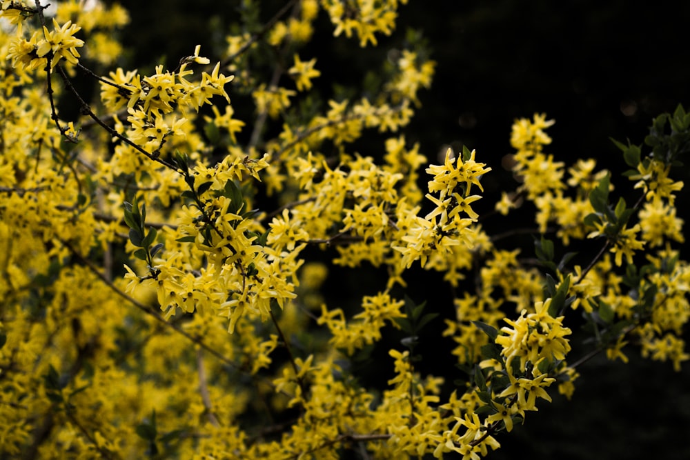 close-up photo of yellow petaled flowers