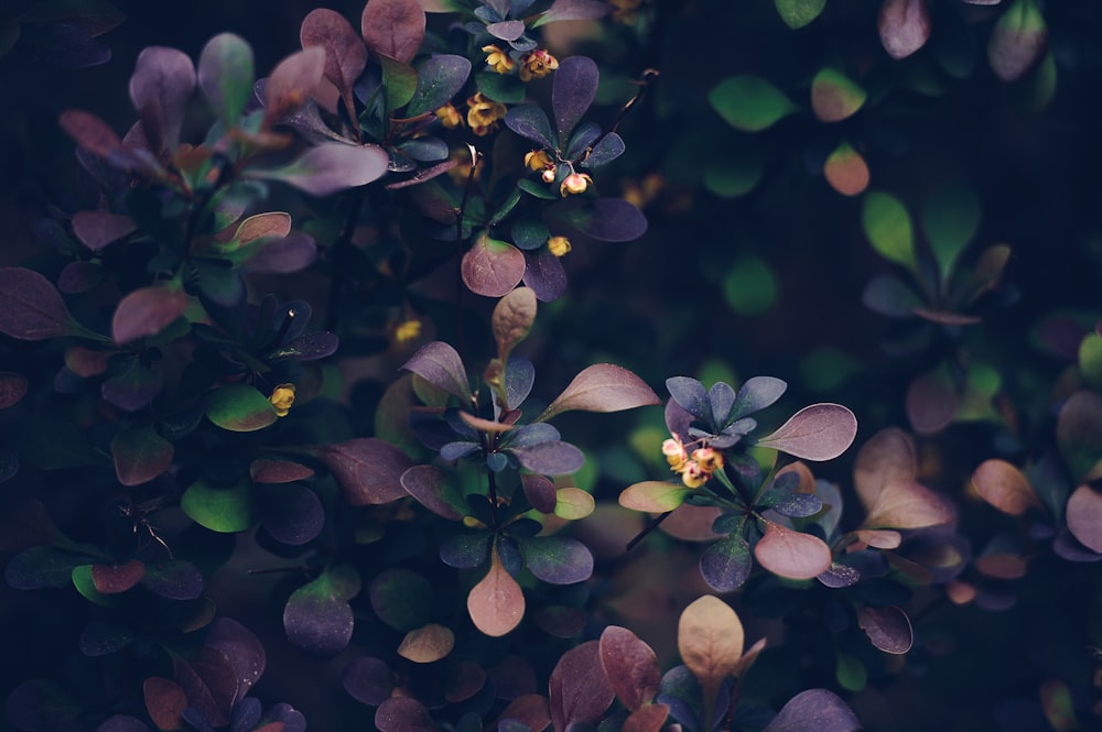 close-up photo of brown and green leafs