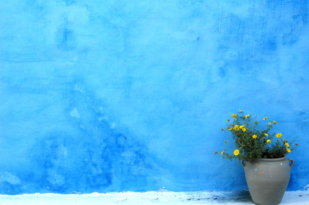 yellow flowers near blue wall
