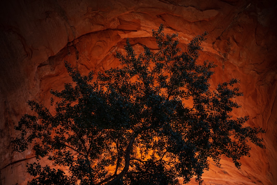 green-leafed tree