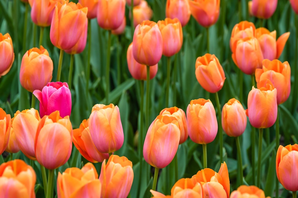 Nahaufnahme von orangefarbenen und rosa Tulpen