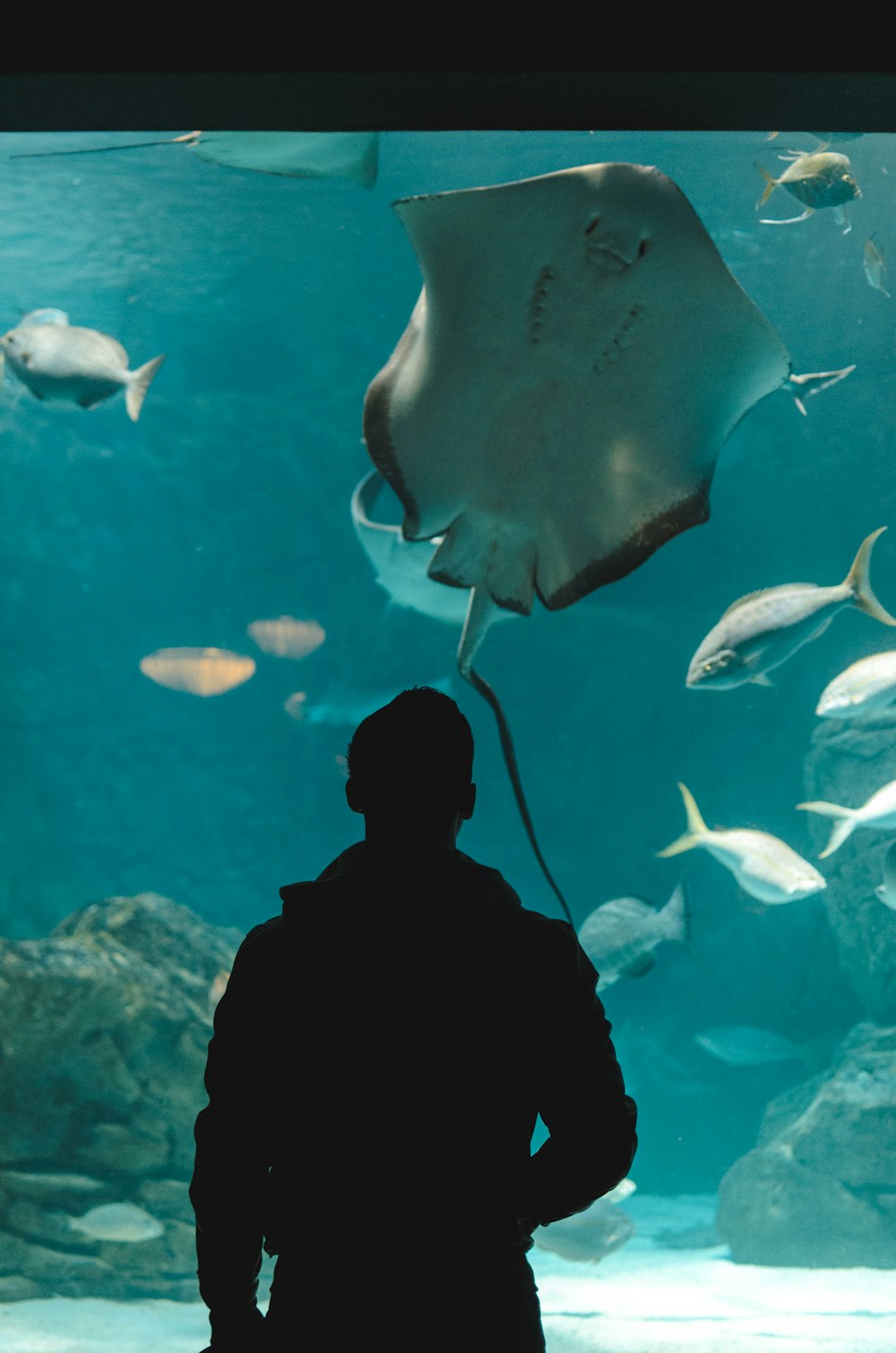 personne debout près de l’aquarium