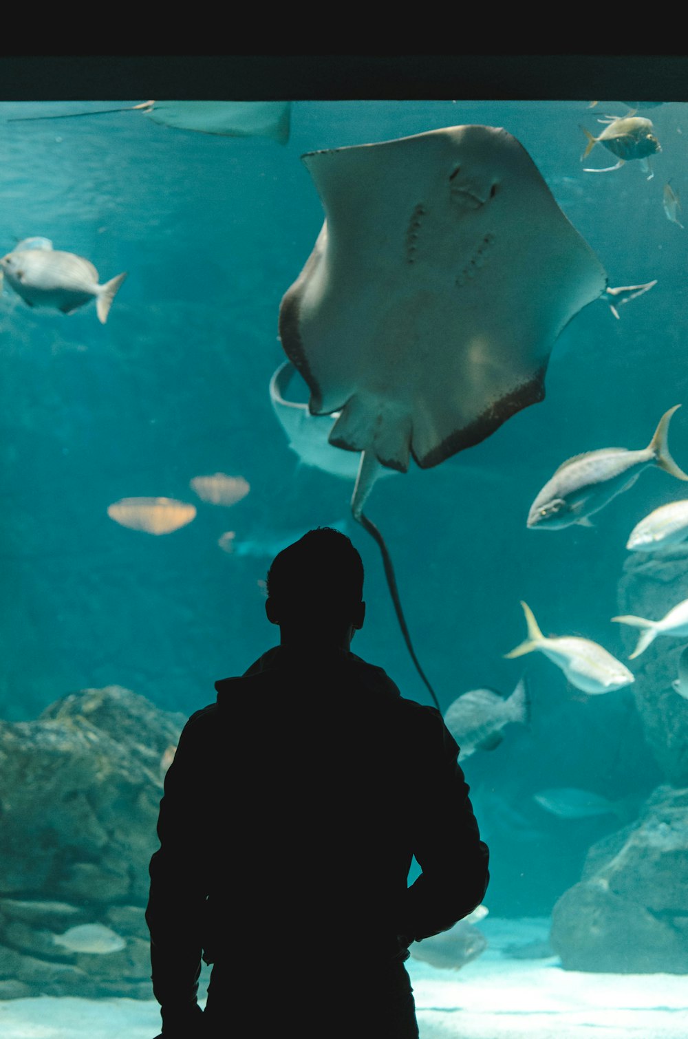 person standing near aquarium