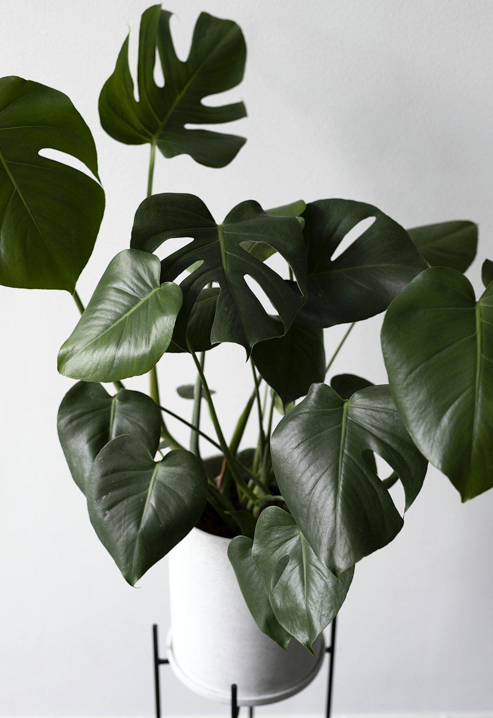 planta de folhas verdes