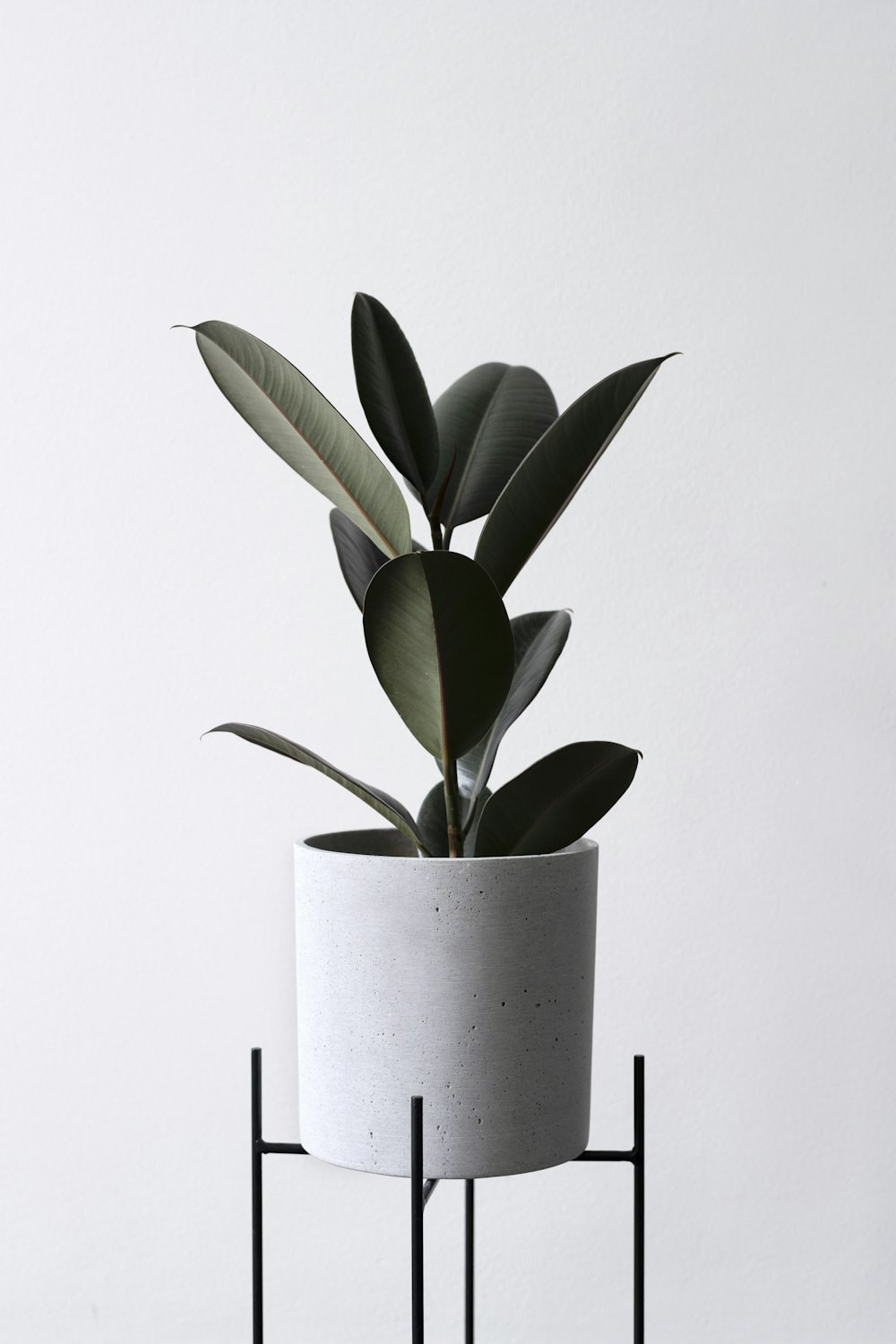 Plante à feuilles vertes dans un pot de fleurs blanc