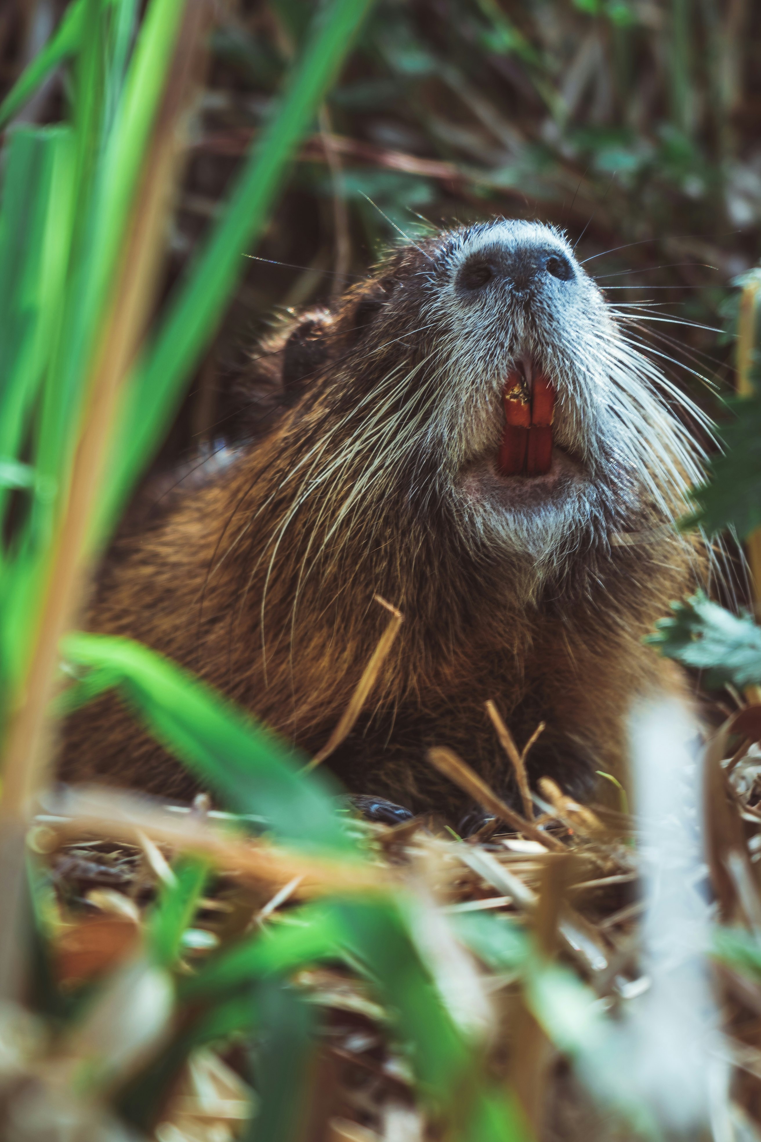 brown beaver near green grasses
