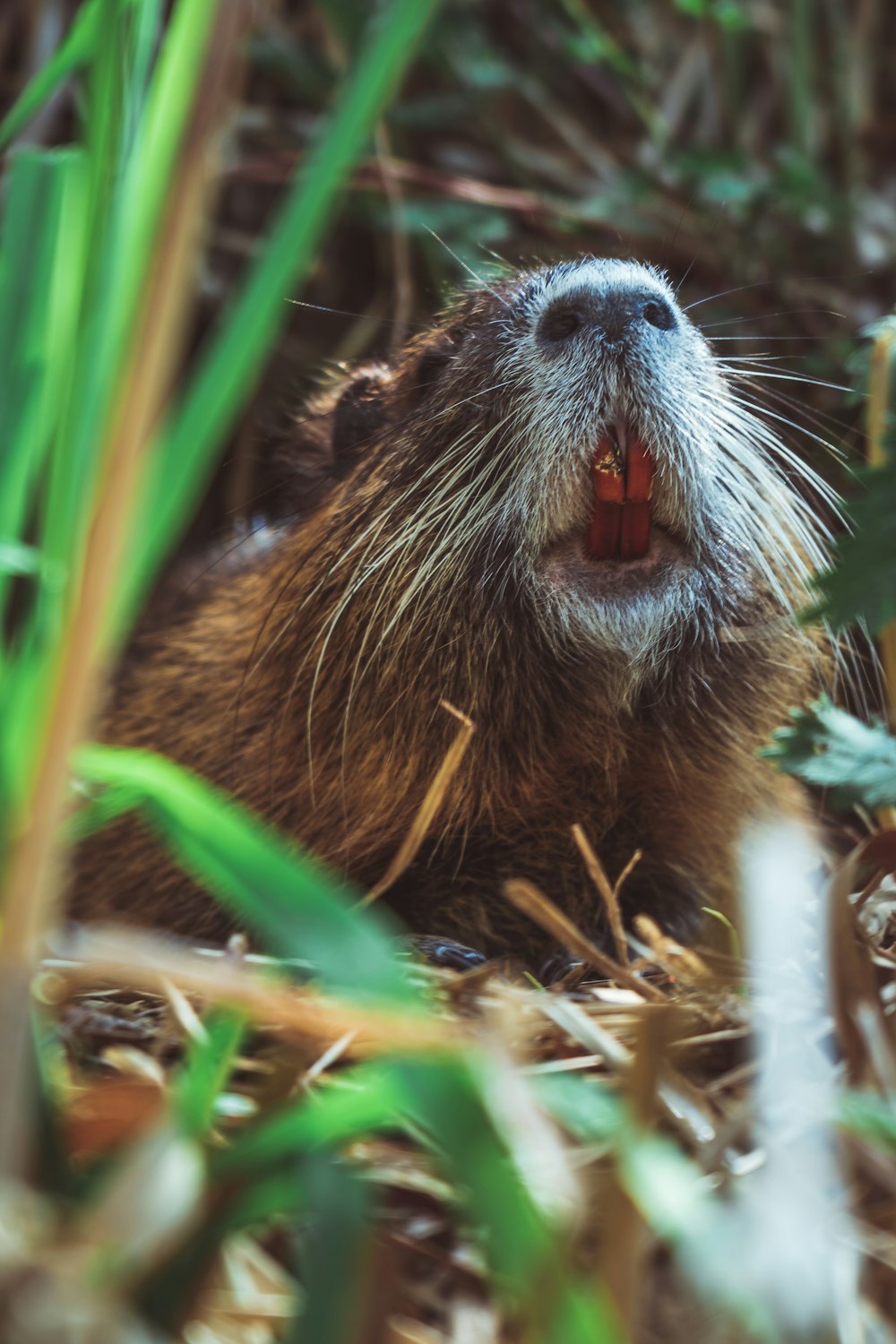 brown beaver near green grasses