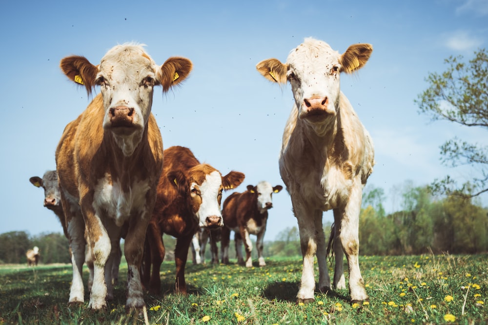 white and brown cattle in green field under blue and white skies