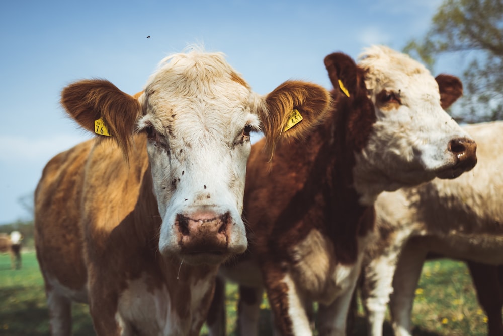 two brown-and-white cattles