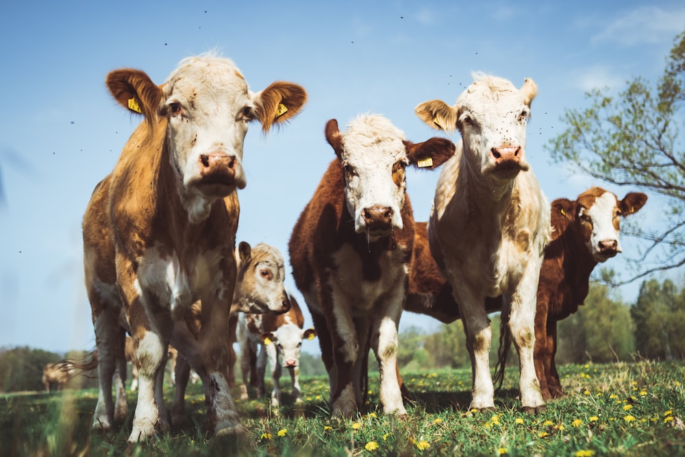 herd of cows