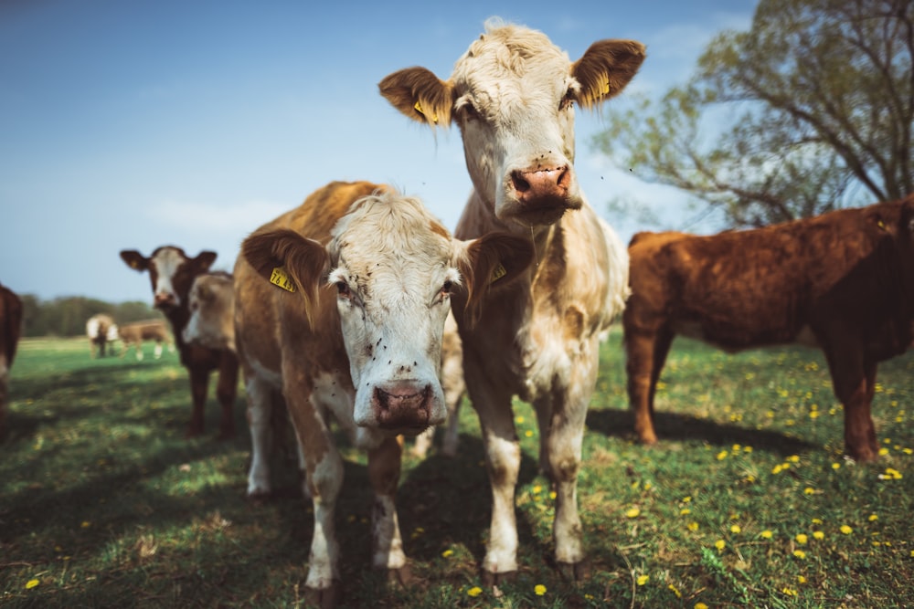 white and brown cattle on green lawn during daytime