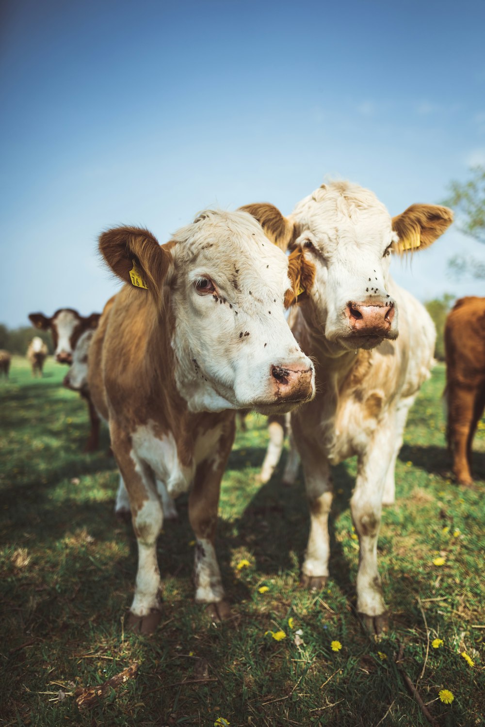 close-up photo of brown and white cattle