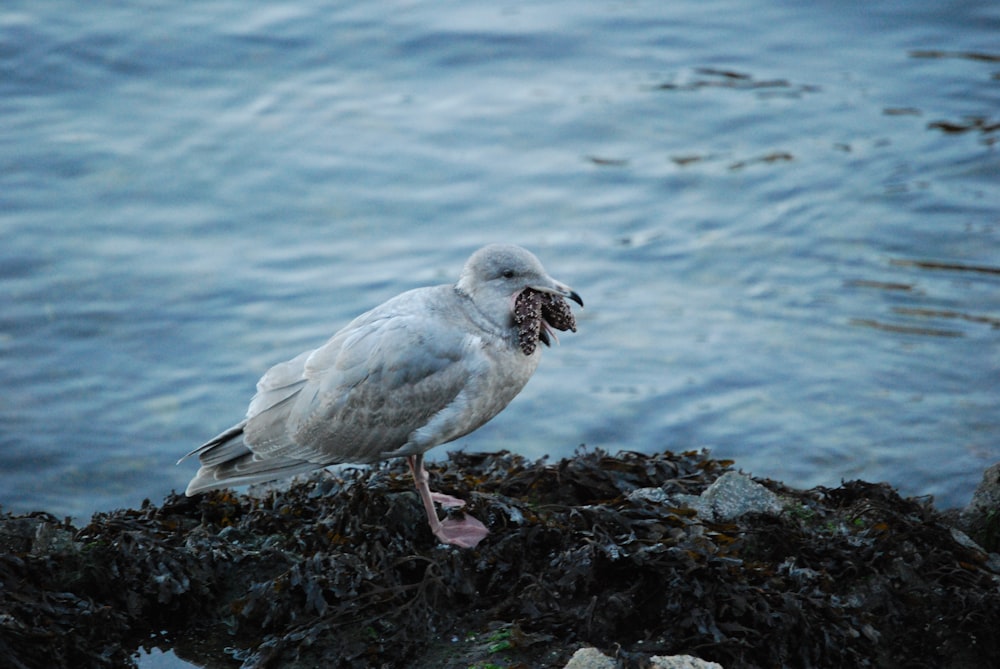 white bird on rock