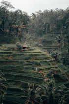 rice terraces