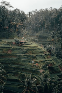 rice terraces