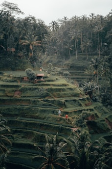 rice terraces