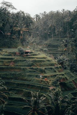 rice terraces