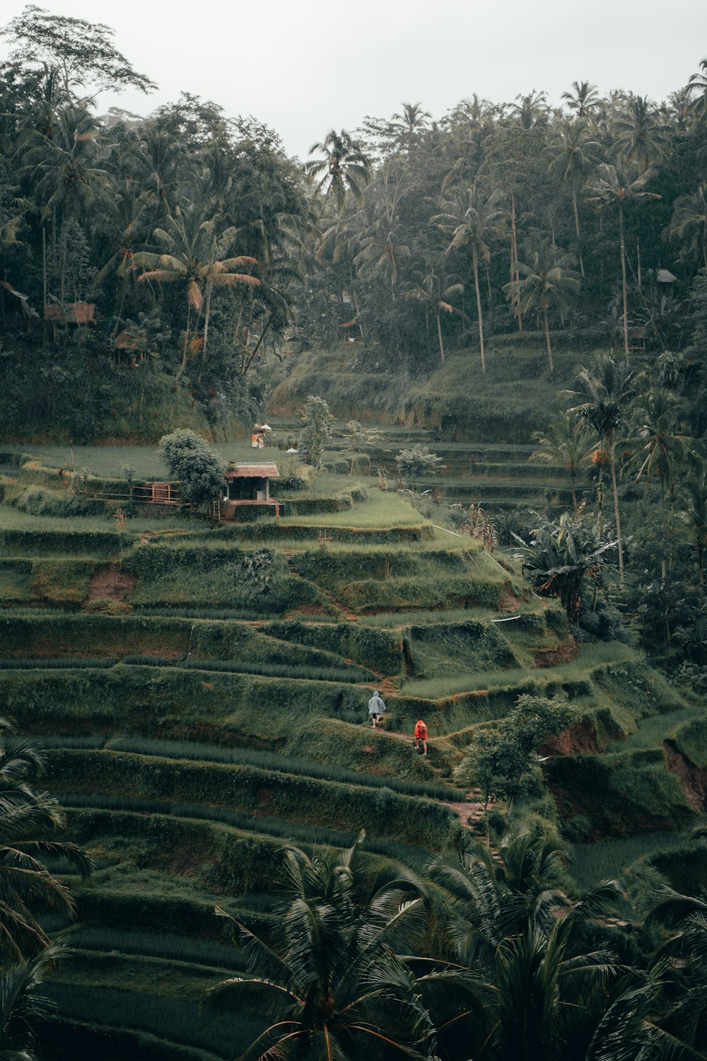 terrazas de arroz