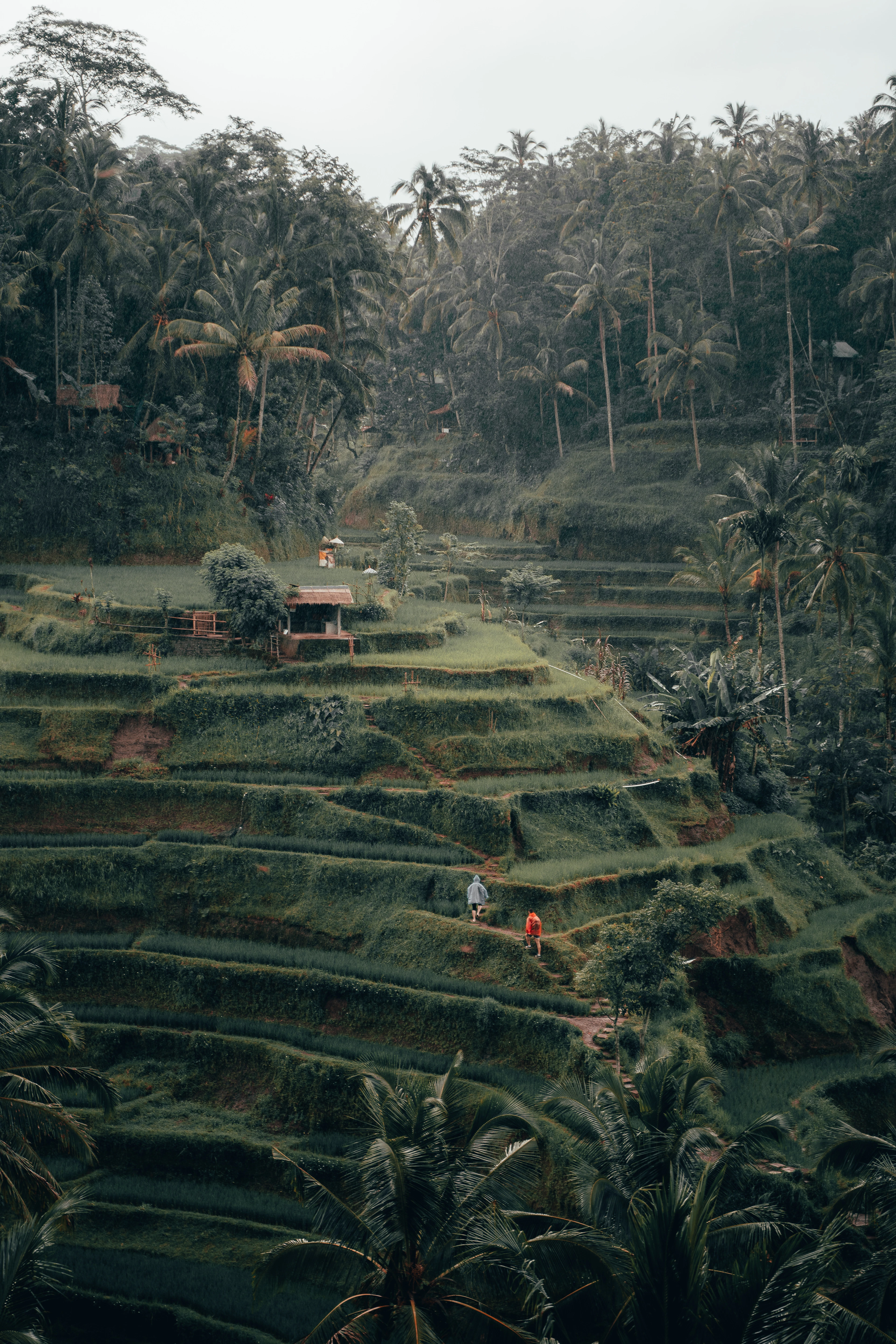 Ubud Monkey Forest