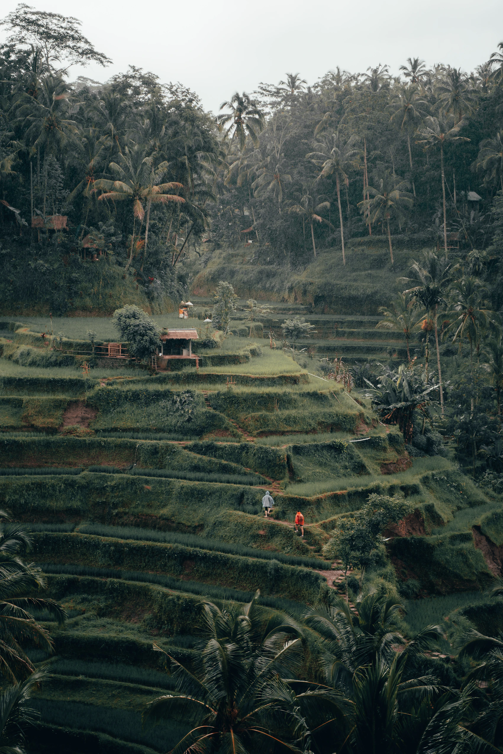 Green rice terraces stepping down the hillside at Tegalalang near Ubud