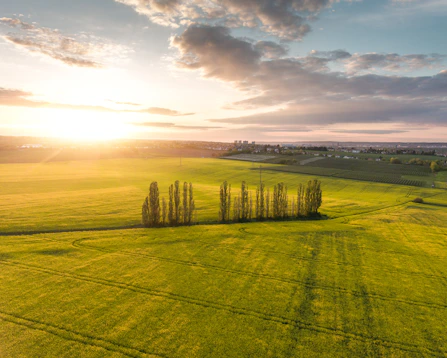 trees near pathway during daytime
