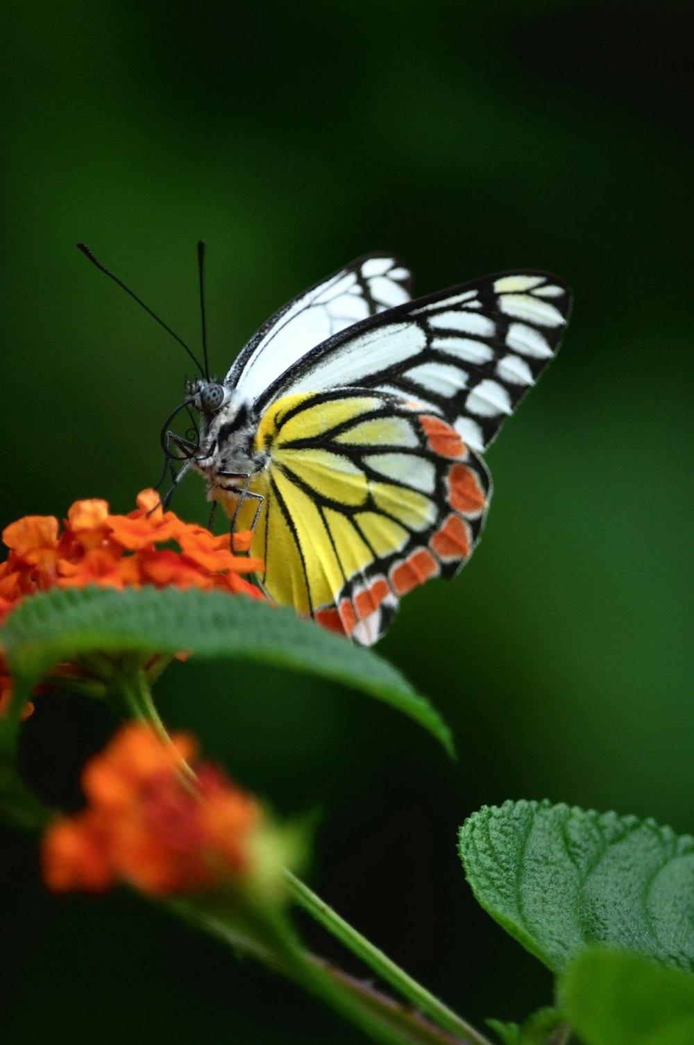 shallow focus photo of white, yellow, and brown butterfly
