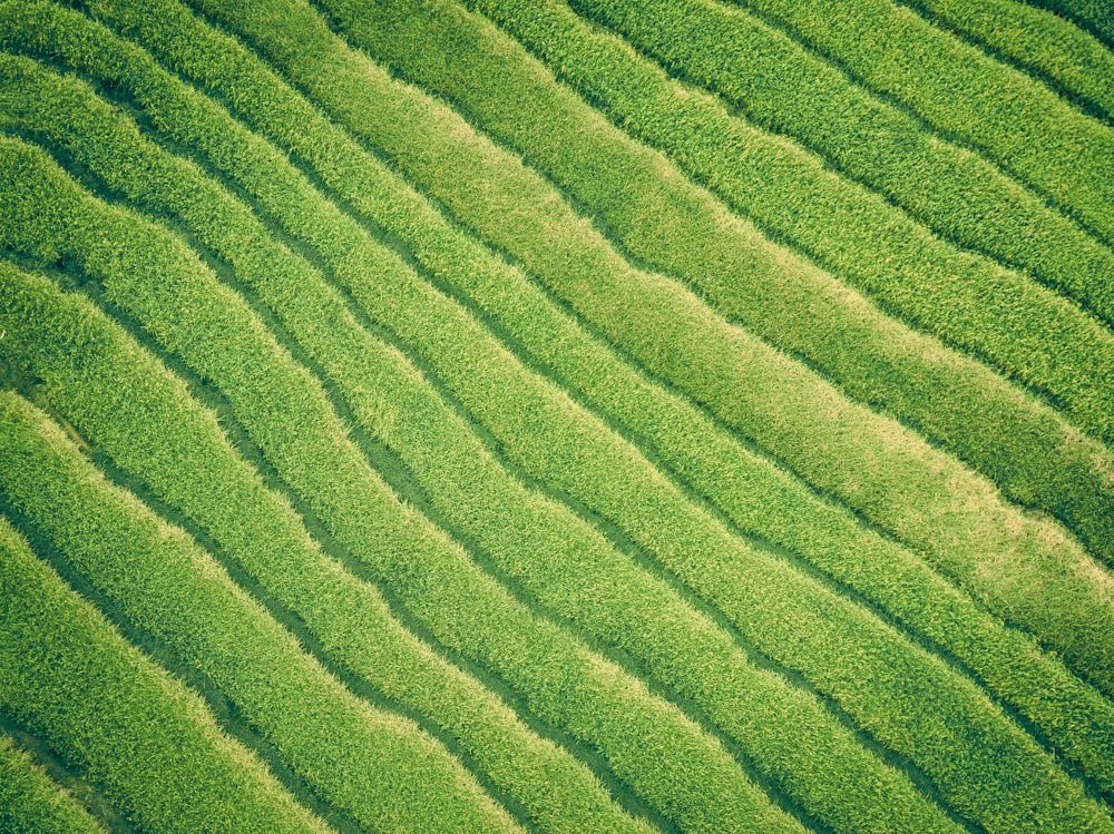 緑に覆われた土地の航空写真