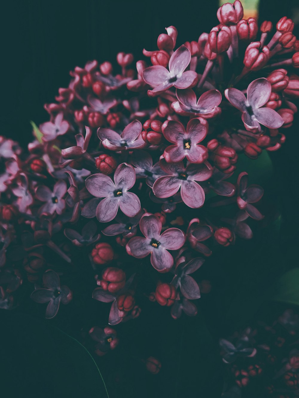 red and purple flowers