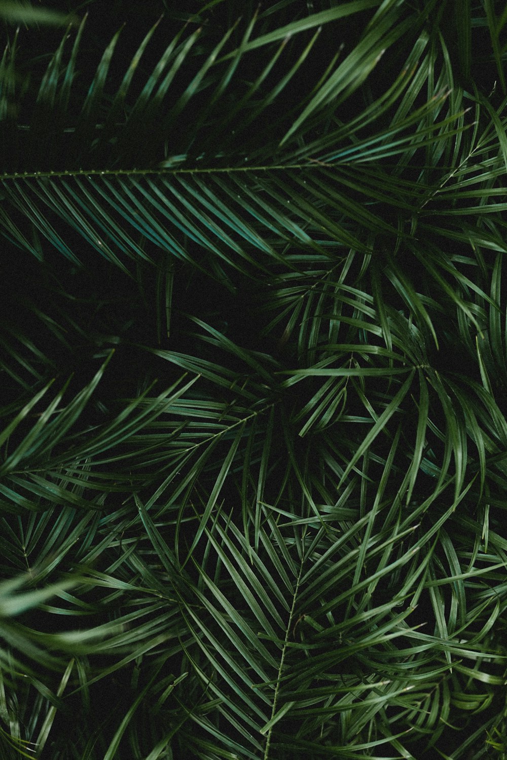 green leafed plants