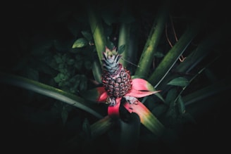 A young pineapple plant growing in a dark, lush environment. The plant features a small, developing pineapple surrounded by long, pointed green leaves and reddish, pink-hued bracts.
