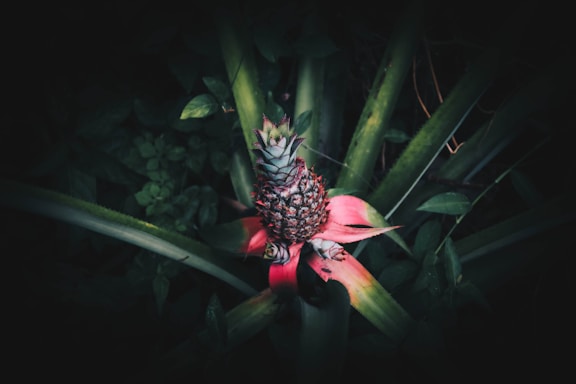 A young pineapple plant growing in a dark, lush environment. The plant features a small, developing pineapple surrounded by long, pointed green leaves and reddish, pink-hued bracts.