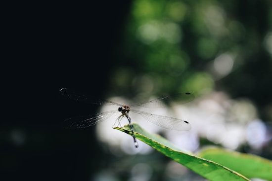 A delicate dragonfly perched on the edge of a green leaf with transparent wings extending outward. The background is a blend of soft, out-of-focus shades of green and brown, creating a natural and tranquil atmosphere.