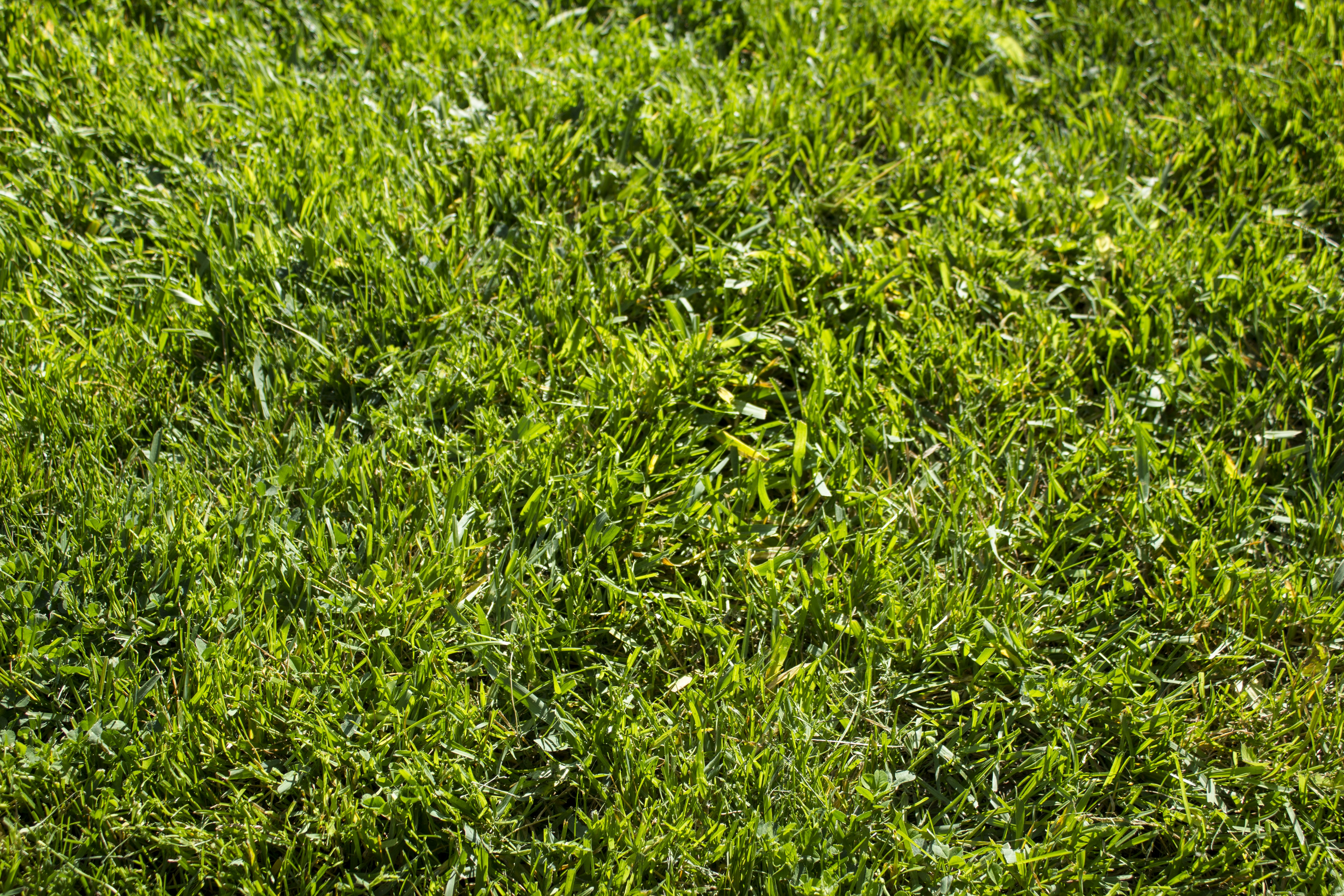 Fresh Green Grass Sod