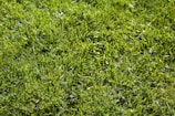 A lush green lawn with vibrant and evenly spread grass blades. The grass appears healthy and well-maintained, reflecting sunlight which gives it a bright and fresh appearance.
