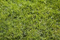 A lush green lawn with vibrant and evenly spread grass blades. The grass appears healthy and well-maintained, reflecting sunlight which gives it a bright and fresh appearance.
