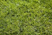 A lush green lawn with vibrant and evenly spread grass blades. The grass appears healthy and well-maintained, reflecting sunlight which gives it a bright and fresh appearance.