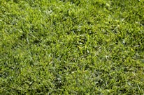 A freshly mowed lawn with vibrant green grass and neat edges.