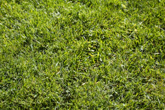 A vibrant, freshly mowed lawn bathed in sunlight with crisp edges and healthy green grass.