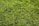A lush green lawn with vibrant and evenly spread grass blades. The grass appears healthy and well-maintained, reflecting sunlight which gives it a bright and fresh appearance.
