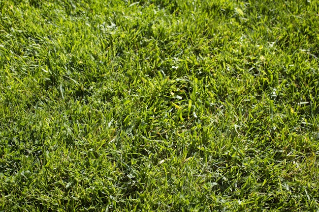 A freshly mowed green lawn with clean edges under a bright Florida sky.